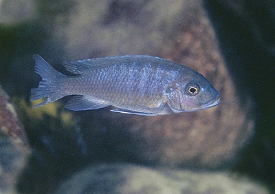 Maylandia sp. 'estherae blueface' Lumessi